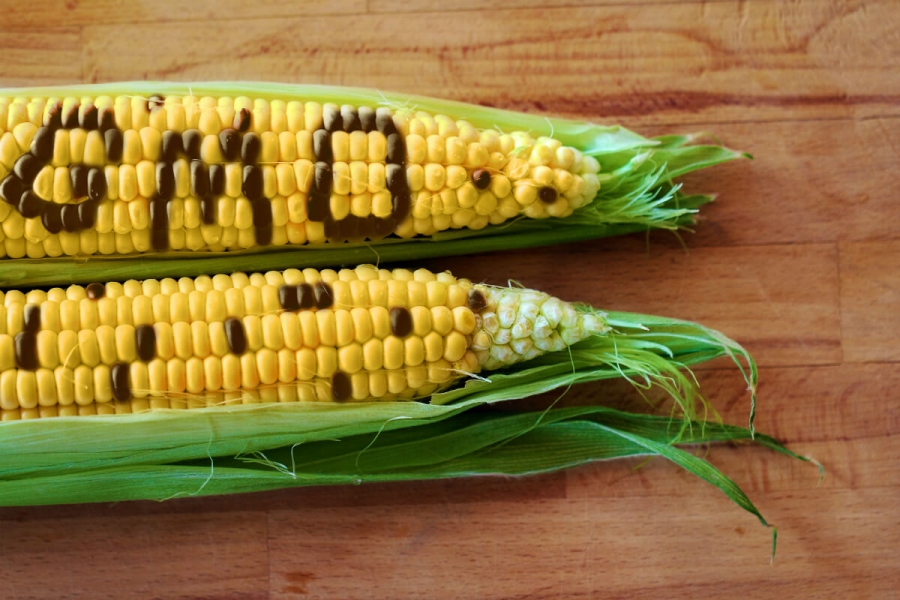 GMO i intolerancija na Gluten