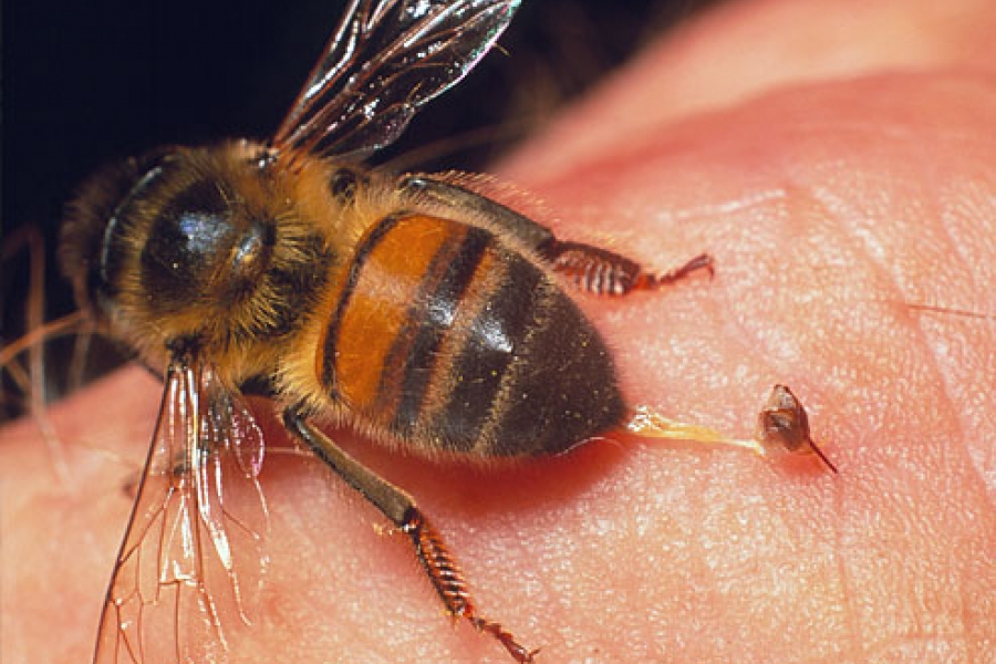 Saniranje uboda pčela i stršljenova